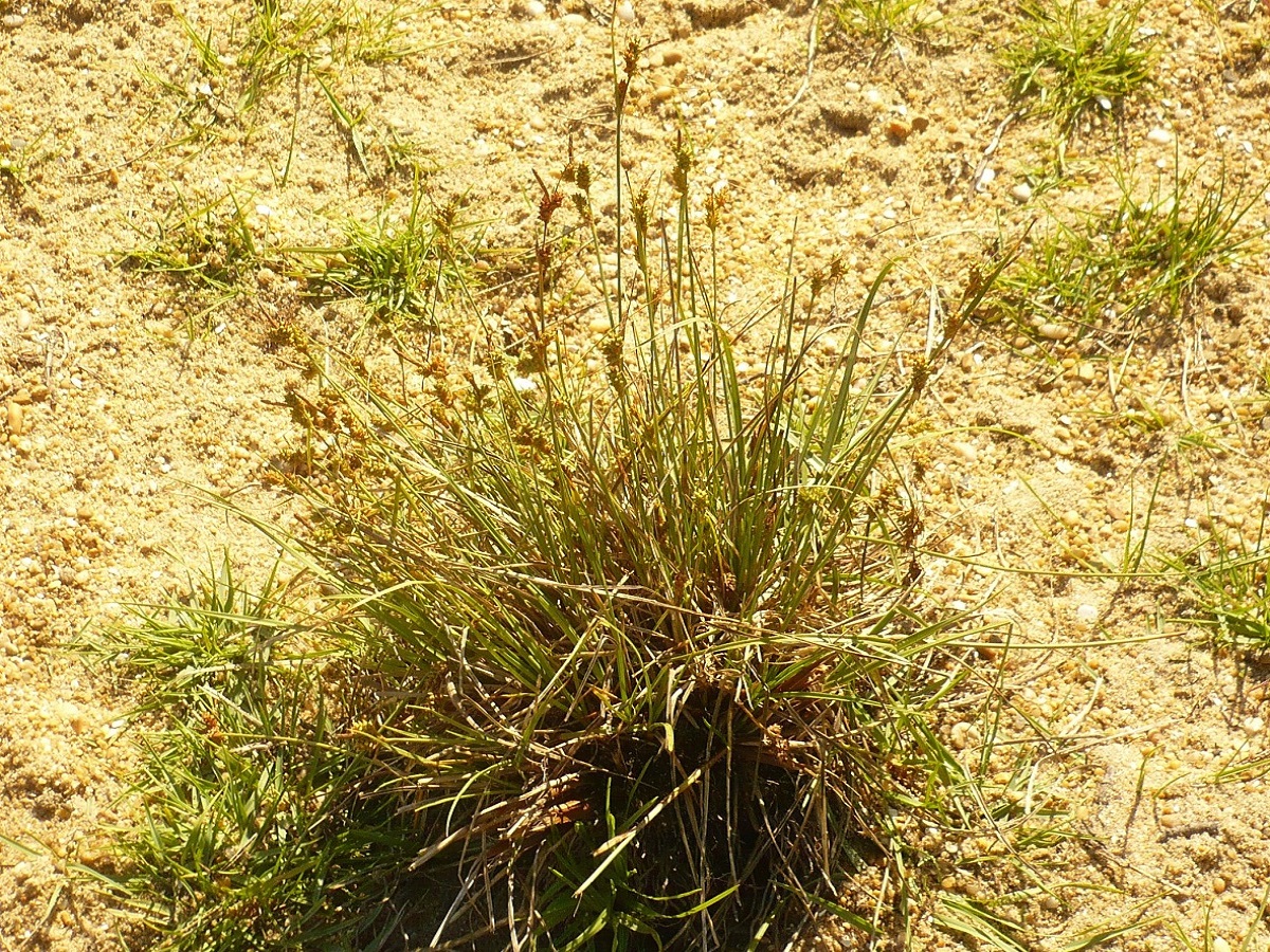 Carex extensa (Cyperaceae)